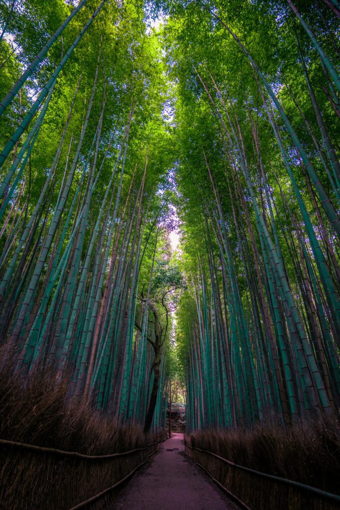 Bosque de bambú, Kyoto, Japan - Japon cásico y Osaka