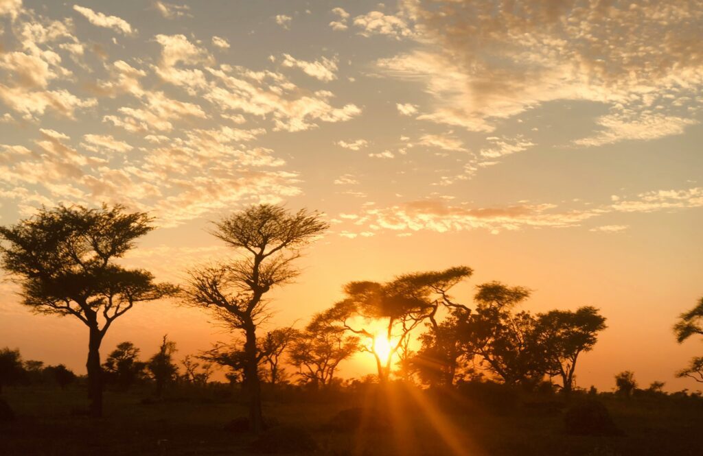 Silueta de árboles durante la puesta del sol, Dakar, Senegal