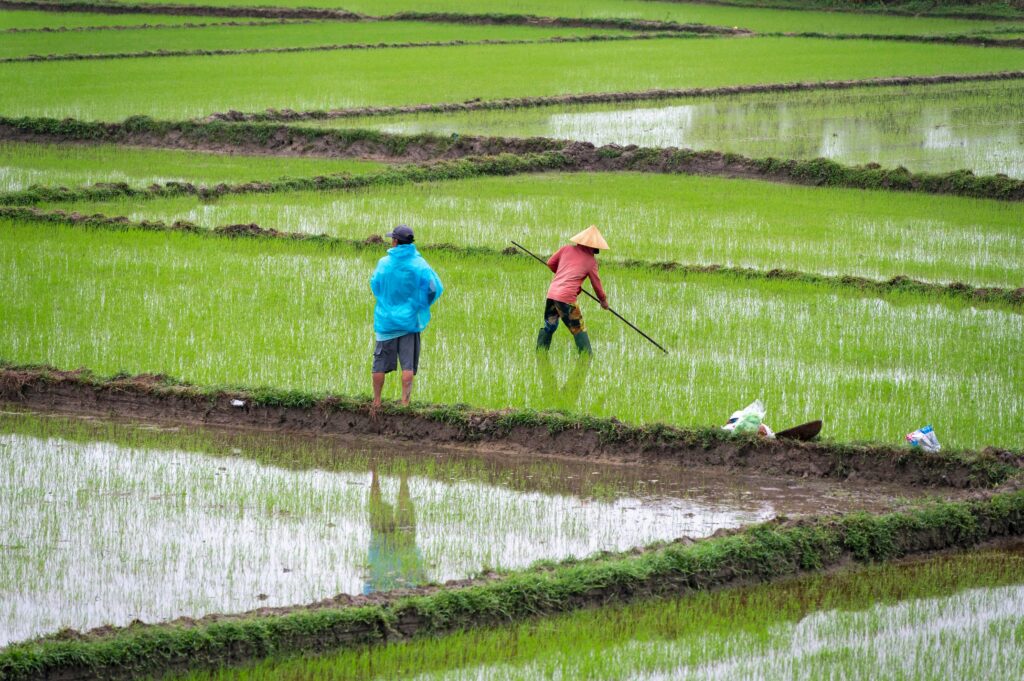 campo arroz Central Vietnam, Vietnam - Viajar Asia temporada lluvias: trabajando el campo de arroz, paisaje verde tras la lluvia
