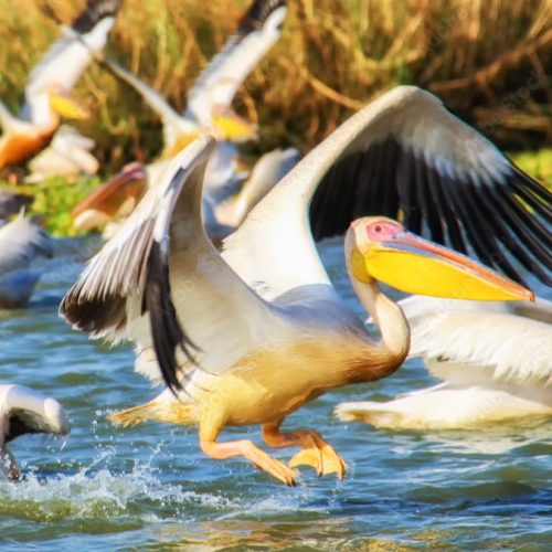 reserva de aves de djoudj