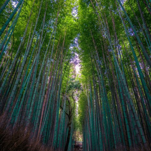 Bosque de bambú, Kyoto, Japan