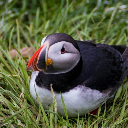 Borgarfjörður , Islandia
