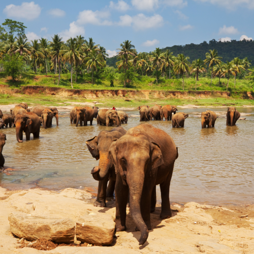 Elefantes disfrutando del agua en un río en un campamento de elefantes en Tailandia