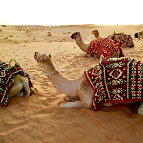 Dubai, safari en el desierto, arena y camellos en Dubai, UAE