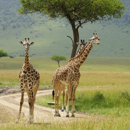 Jirafas en Kenia