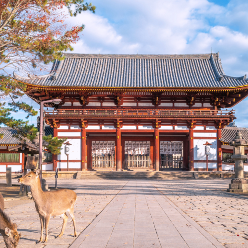 Dos ciervos en primer plano con un templo tradicional japonés al fondo en Nara.