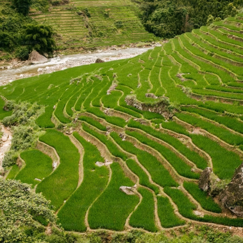 Arrozales en terrazas del norte de Vietnam