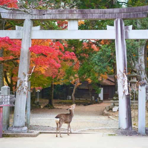 Nara, Japan