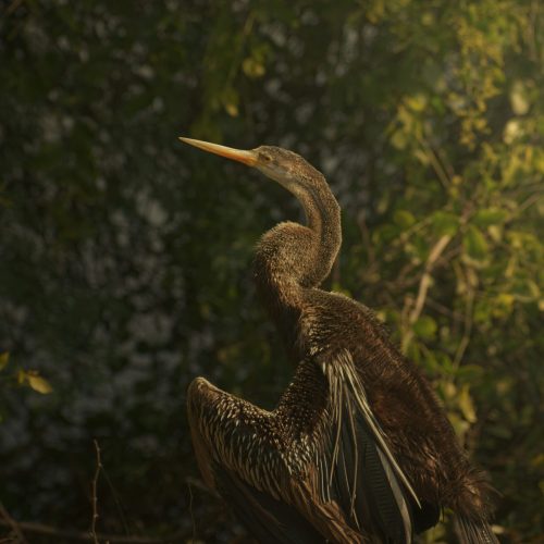 Bharatpur, India